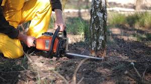 Best Storm Damage Tree Cleanup  in Trent Woods, NC