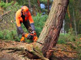 Best Lawn Grading and Leveling  in Trent Woods, NC