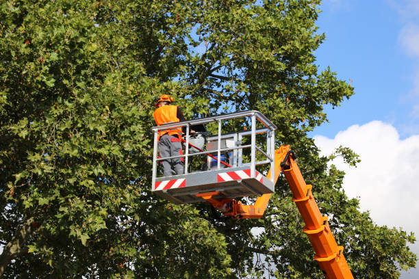 Best Tree Maintenance Programs  in Trent Woods, NC