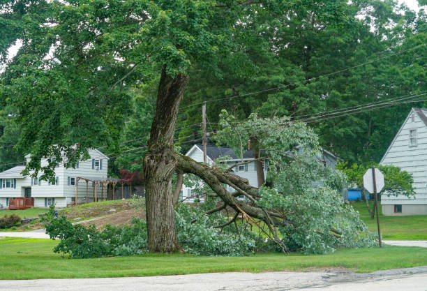 Best Tree Health Inspection  in Trent Woods, NC